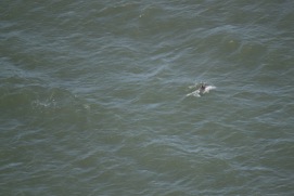Missing Picture